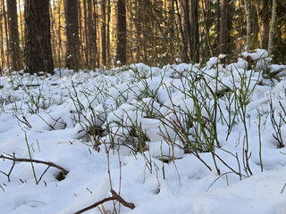 Snowy winter in a pine forest