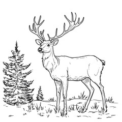 Elegant Line Drawing of Deer with Majestic Antlers in Forest