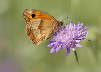 Meadow Brown butterfly feeding on a purple field scabious 