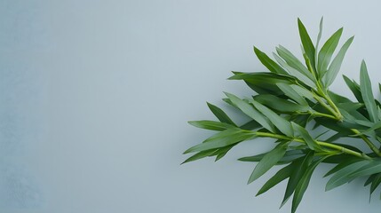 Naklejka premium Fresh Green Leaves on Soft Background for Nature and Wellness Themes