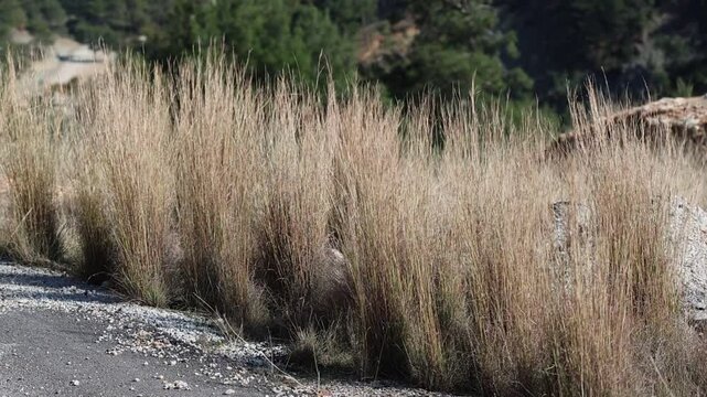 Common thatching grass (Hyparrhenia hirta) moving by the wind the at road side