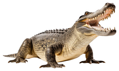 Obraz premium PNG Large Crocodile open mouth crocodile dinosaur reptile.