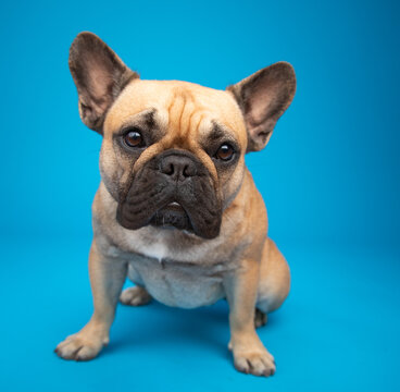 Close-up of a tan french bulldog sitting in front of a blue background