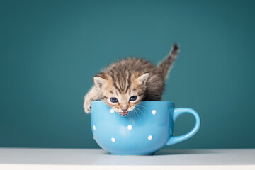 Cute little kitten sitting in a cup on a plain, green background
