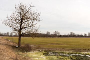 
one tree in a field with many other trees in the background.