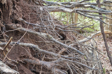 
a large tree with exposed roots found in a wooded environment.