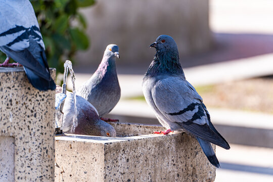 Close-up of four pigeons standing on a stone water fountain in the street, Georgia