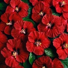 The red and white hibiscus flowers are fresh and beautiful.