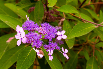 Arboretum Wojsławice Ogr&oacute;d Botaniczny Uniwersytetu Wrocławskiego &ndash; ogr&oacute;d botaniczny na terenie Niemczy w woj. dolnośląskim. W 1988 roku włączony w struktury Ogrodu Botanicznego .