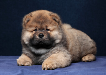 Fototapeta premium Cute fluffy chow chow puppy on blue background