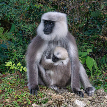 Close-up of a Northern Plains Grey Langur (Semnopithecus entellus) sitting by a road with her infant, Bhutan