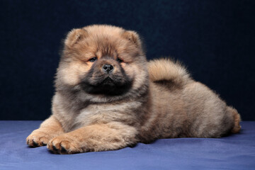 Fototapeta premium Cute fluffy chow chow puppy on blue background