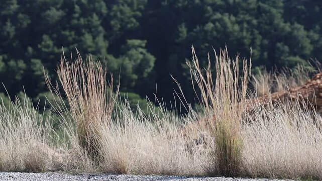 Common thatching grass (Hyparrhenia hirta) moving by the wind the at road side