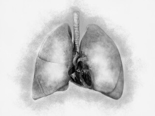 A detailed anatomical illustration of the human lungs, trachea, and bronchi, highlighting the respiratory system s structure and function in gas exchange, 2d 3d graphic