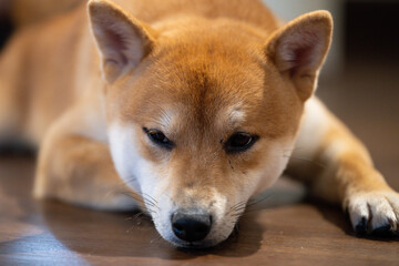Shiba Inu relaxing indoors on wooden floor during a calm afternoon