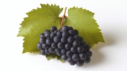Obraz premium Freshly Harvested Dark Purple Grapes Surrounded by Lush Green Leaves on a White Background