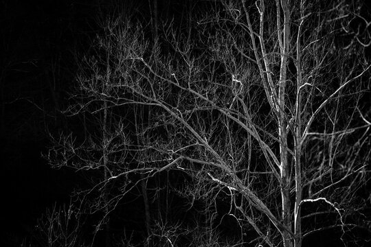 Sycamore trees in winter