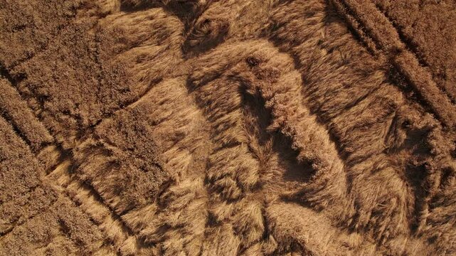 Aerial drone view of golden wheat fields moving in wind. Farmland crop, agriculture harvest.