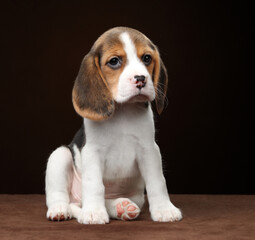 Cute little beagle puppy on brown background