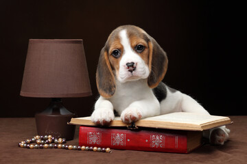 Cute beagle puppy with book and table lamp