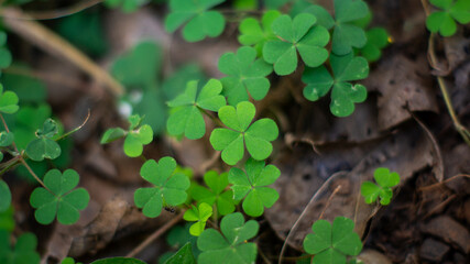 Shamrock leaves growing on a pile of dry leaves