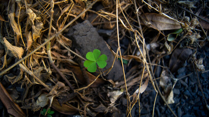 The shamrock stands out on a pile of dry grass and black rocks.