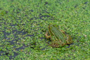 Grenouille verte