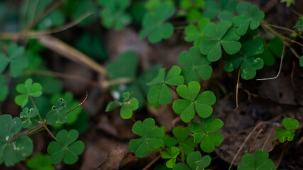 natural shamrock leaves It sits on a pile of dry leaves.