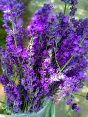 Fototapeta premium bunch of lavender