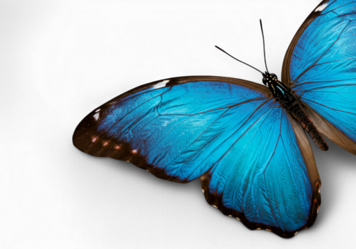Striking Blue Butterfly Wings Close-Up on Black Background Detailed Morphology