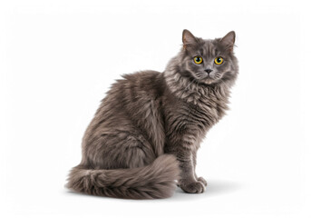 Sitting Gray Fluffy Cat with Yellow Eyes Posing on Black Background