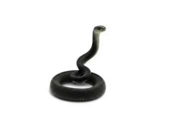 Black Mamba Snake Coiled Up Isolated on Black Background