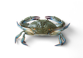 Fresh Blue Crab Isolated on Black Background Ready for Cooking © Ukilats