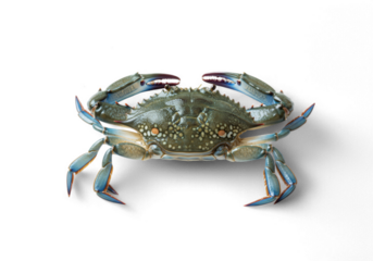 Fresh Blue Crab Isolated on Black Background Ready for Cooking