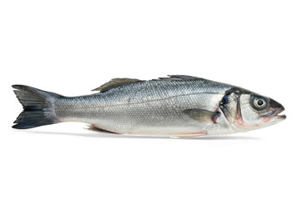 Fresh Sea Bass Fish Isolated on Black Background Ready for Cooking