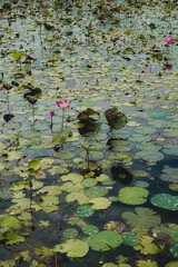 Pink Lotus Flowers on Tonle Sap Lake, Cambodia