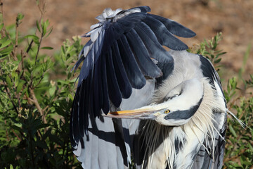 Afrikanischer Graureiher / Grey heron / Ardea cinerea