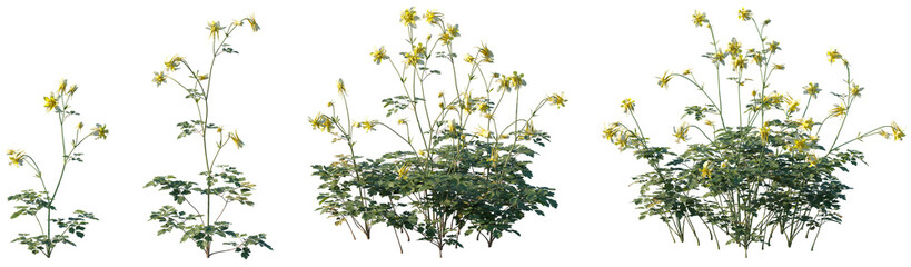 Set of frontal Aquilegia chrysantha (the golden columbine) isolated png on a transparent background...