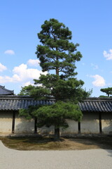 Giappone, Alberi, Foresta, lago giapponese, tempio.