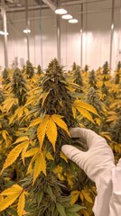 Indoor cannabis cultivation; worker inspecting mature plant