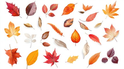 Obraz premium Collection of autumn leaves isolated on white or white background,