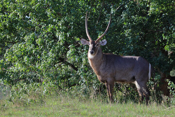 Wasserbock / Waterbuck / Kobus ellipsiprymnus
