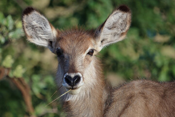 Fototapeta premium Wasserbock / Waterbuck / Kobus ellipsiprymnus..