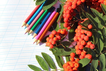 There are multi-colored pencils and rowan branches on a notebook sheet.	