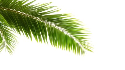 Fototapeta premium Fresh Green Palm Leaf on a Clean White Background for Nature Photography