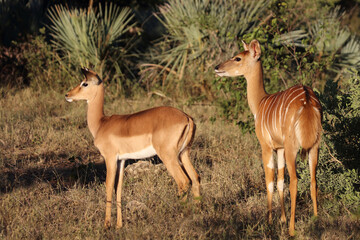 Schwarzfersenantilope / Impala / Aepyceros melampus