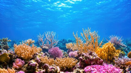 Fototapeta premium Vibrant coral reef underwater scene (6)