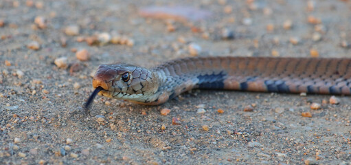 Mosambik-Speikobra / Mozambique spitting cobra / Naja mossambica