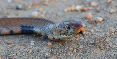 Mosambik-Speikobra / Mozambique spitting cobra / Naja mossambica