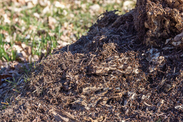 Lot of ants crawling on an old tree stump